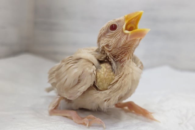 このカラーリングたまらない🐣　シナモン文鳥