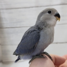 最新画像あり！　鮮やかバイオレット💜　コザクラインコ(バイオレット)