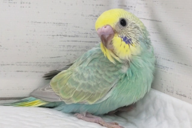 グリーン系レインボー🌈　セキセイインコ(パステルレインボー)