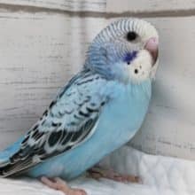 青と黒の組み合わせがグッド💙　セキセイインコ(オパーリン)