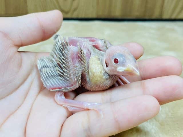 シナモン文鳥