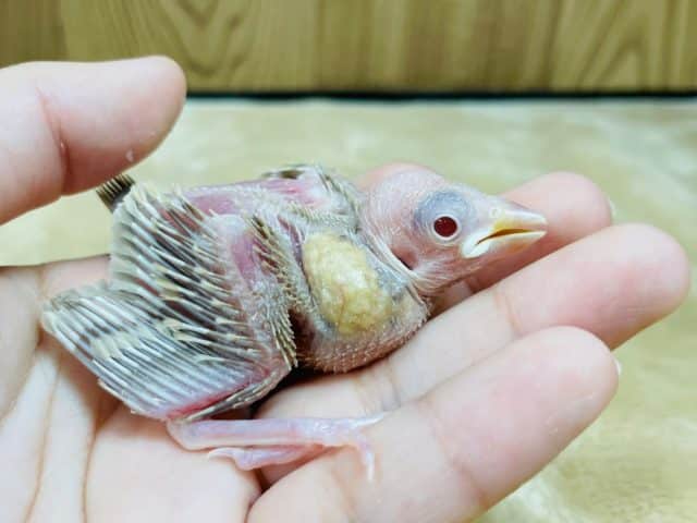 シナモン文鳥