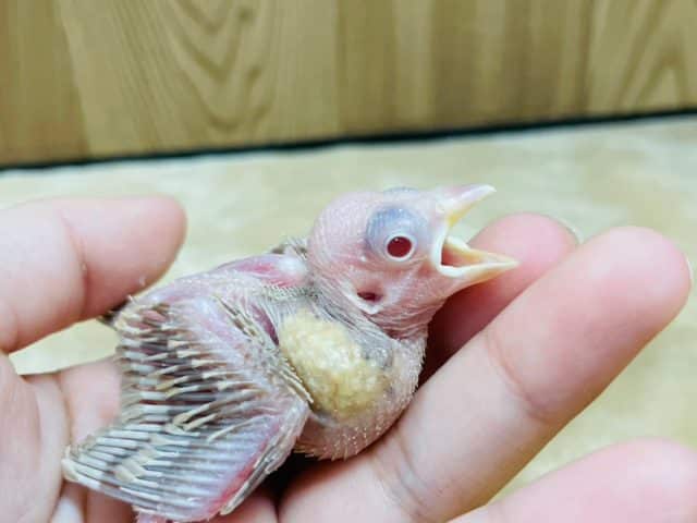 シナモン文鳥