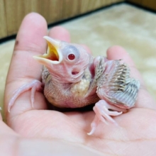 魅惑の赤目さん☆　シナモン文鳥～～