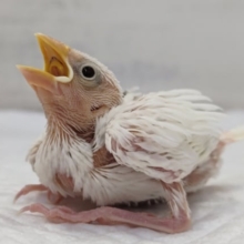 やっぱり人気は…🤍　白文鳥🐣