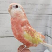 キレイなピンクの鳥さん～💗　アキクサインコ(ルビノー)