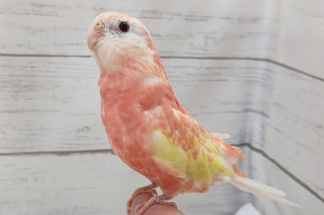キレイなピンクの鳥さん～💗　アキクサインコ(ルビノー)
