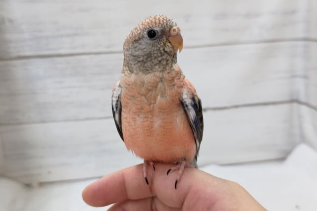 アキクサインコ（秋草インコ）