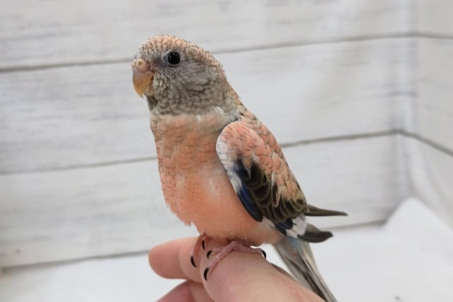 最新画像あり！　キレイなピンクが特徴的～💞　アキクサインコ(ローズ)