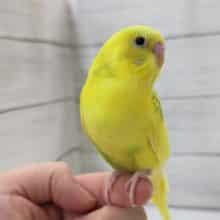 最新画像あり！　イエローに映えるグリーン🍀　セキセイインコ(スパングルパイド)