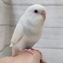 最新画像あり！　美しいホワイト～🤍　セキセイインコ(ダブルファクター)