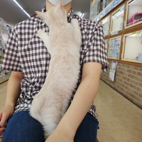 アメリカンショートヘア