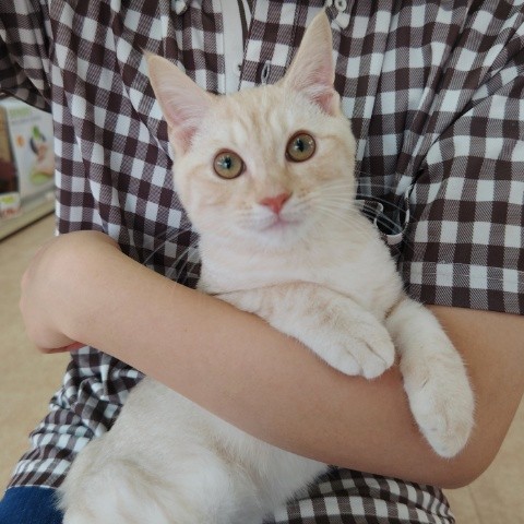 アメリカンショートヘア