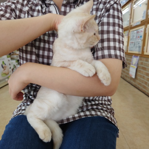 アメリカンショートヘア