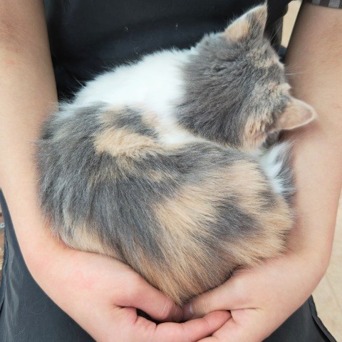 スコティッシュフォールド