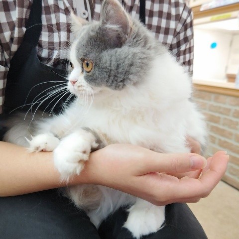 スコティッシュフォールド