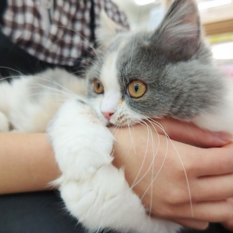 スコティッシュフォールド