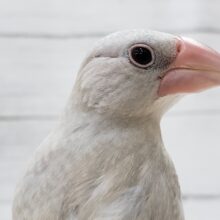 特徴的な渋いカラーリング💫　シルバー文鳥