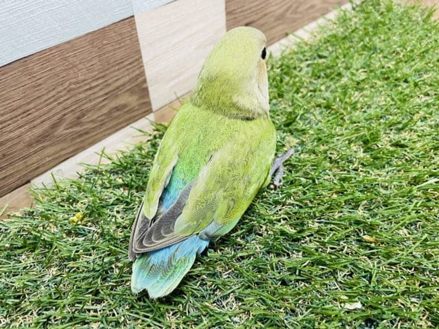 コザクラインコ（小桜インコ）