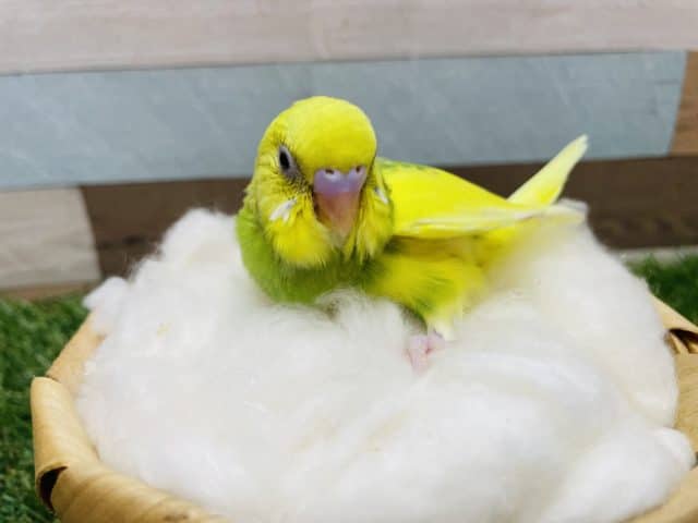 セキセイインコ