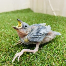 健やかに〜〜〜‼️ 大人気シルバー文鳥