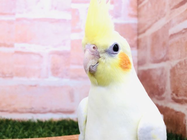 オカメインコ