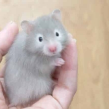 お手入れ上手なハムちゃん♪　セーブルハムスター　女のコ～～