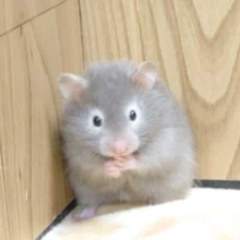 天然系？？　セーブルハムスター　男のコ～～
