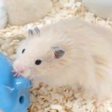 最新画像になります☆　キンクマなのに毛が長い！？長毛ハムスター(アプリコット)男の子