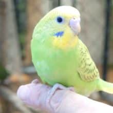 最新画像になります☆　わたあめ卒業しましたよ〜★‪☆★セキセイインコ(スパングル)