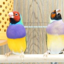 とっても華やかーー　ｽﾃｷなペアです！　コキンチョウ　ノーマルです