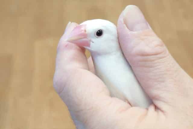 最新画像になります☆　ご飯のときは別人に！白文鳥‪☆