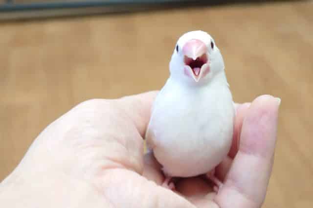 白文鳥