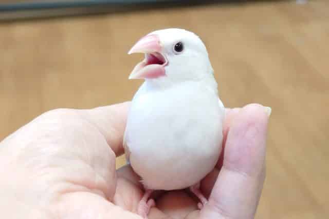 白文鳥