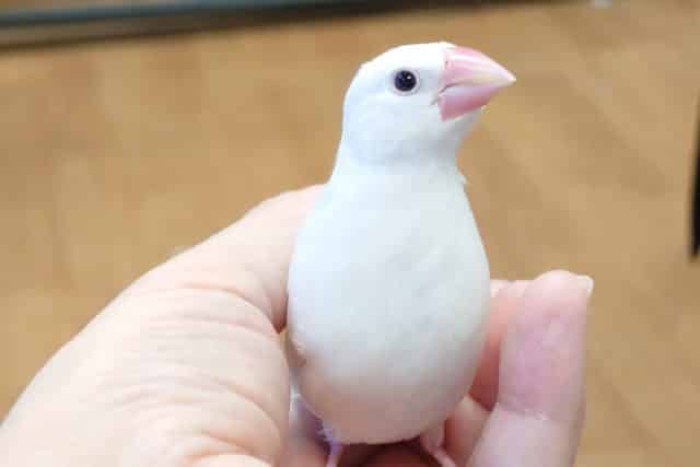 白文鳥