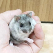 はやい。。速いよーー。。　マーブルハムスター　女のコ☆