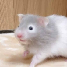 人気種ですね☆　セーブルハムスター～～