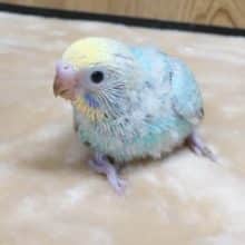 話しかけてください！　表情可愛いんですよ～～　セキセイインコ　レインボー～～