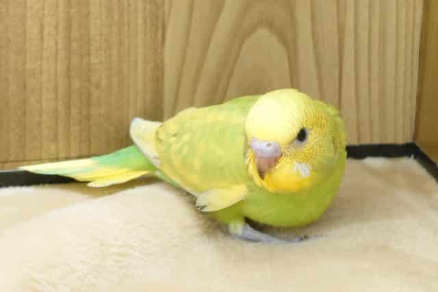 するどい視線で飼い主さん、探しちゅう～　セキセイインコ　スパングル～～