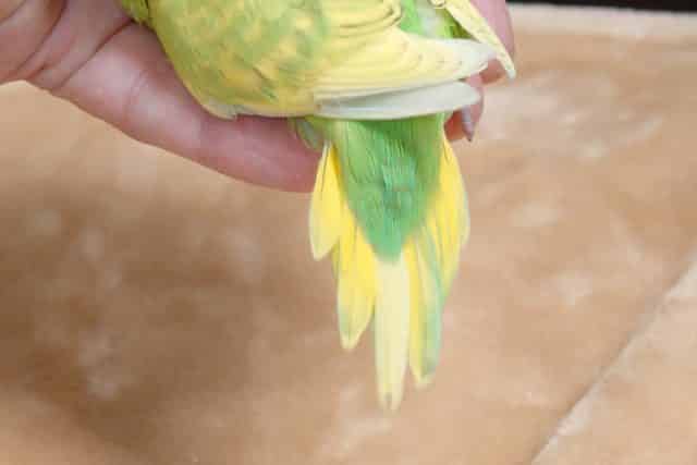 セキセイインコ