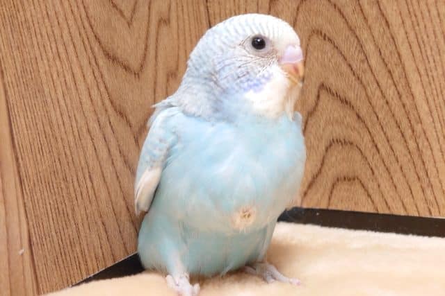 やんちゃ～～♪　元気。。おなかいっぱい　セキセイインコ　スパングル～～