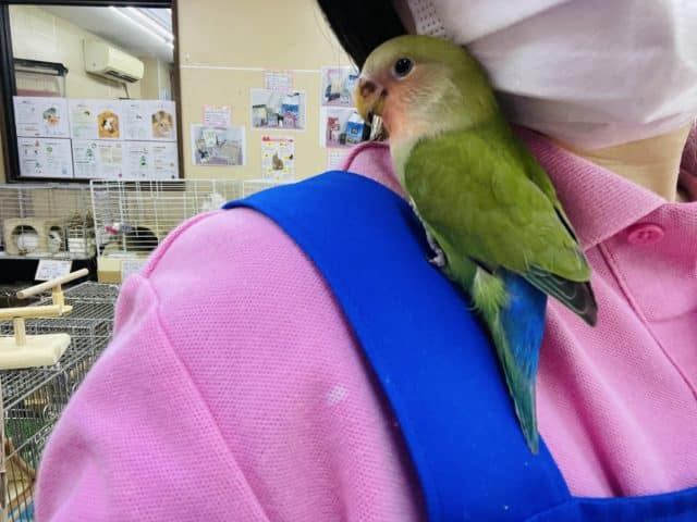 コザクラインコ（小桜インコ）