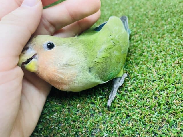 コザクラインコ（小桜インコ）