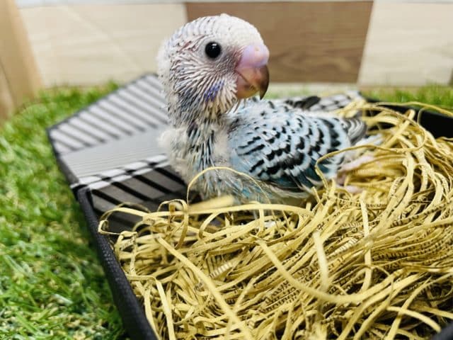 明るいカラーで人気なヒナさん！セキセイインコのオパーリンカラー！