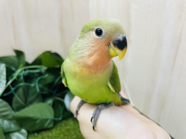 コザクラインコ（小桜インコ）