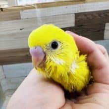 パキッと黒目なの♡ダブルファクターイエローのセキセイインコ☆