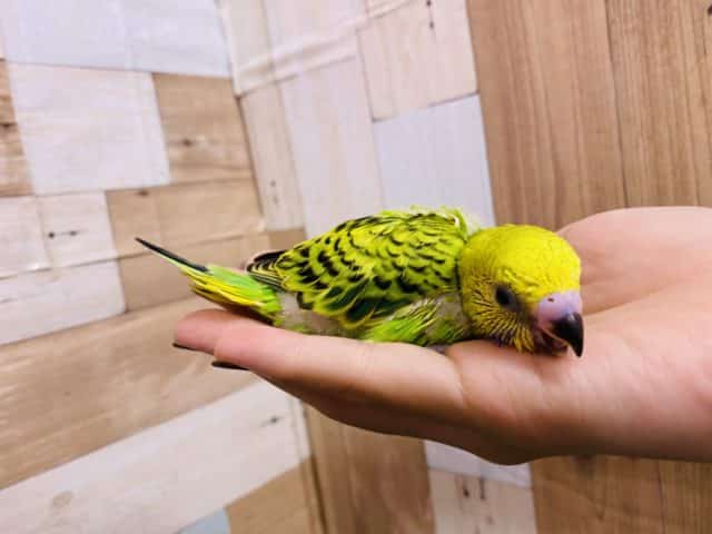 セキセイインコ