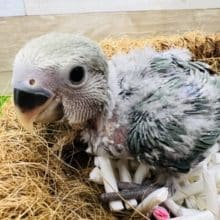 綿毛ちゃん♡小桜インコのブルーチェリー