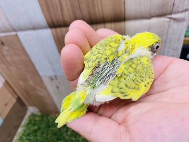 セキセイインコ