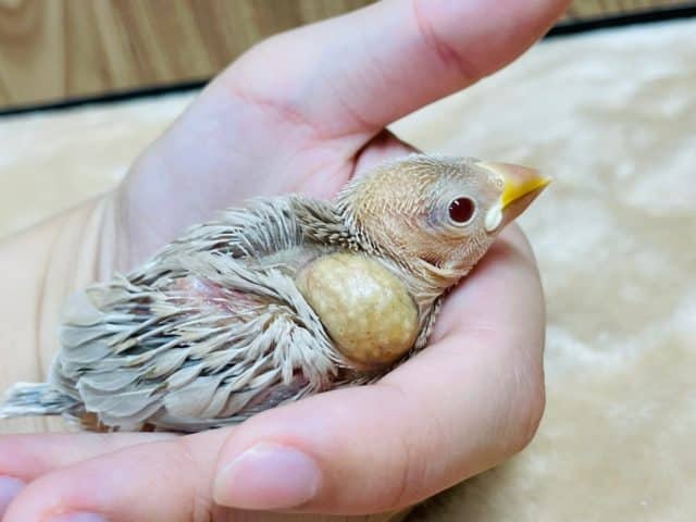 シナモン文鳥